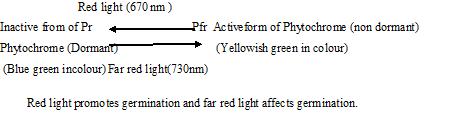 light phytochrome